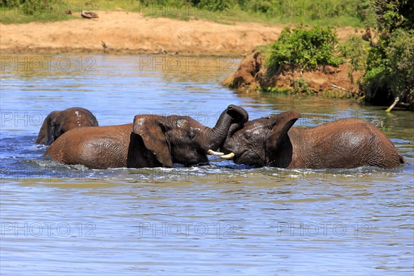 African elephant (Loxodonta africana) elephants bathing in the water