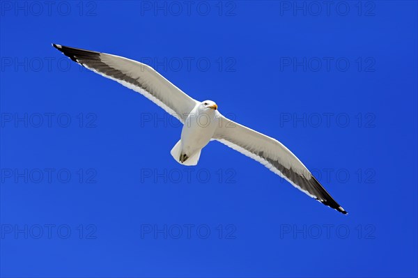 Kelp Gull (Larus dominicanus)