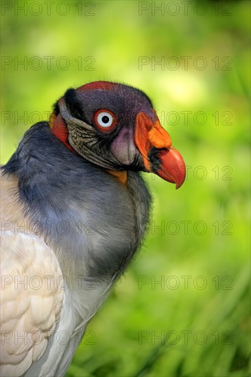 King Vulture (Sarcoramphus papa)