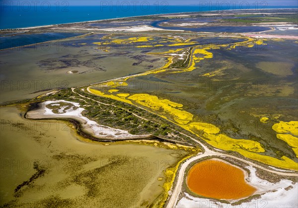 Salt patterns on the surface of salt marshes