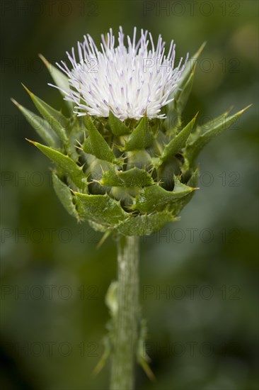 Milk Thistle (Silybum marianum)