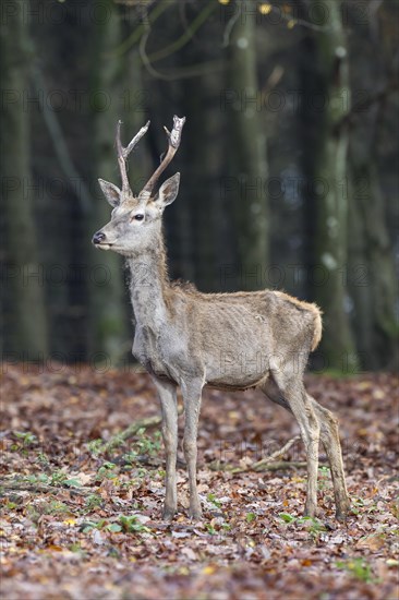 Red Deer (Cervus elaphus)