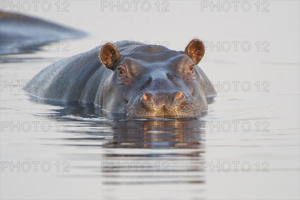 Hippopotamus (Hippopotamus amphibius)