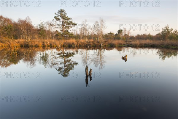 Bog pond in the evening