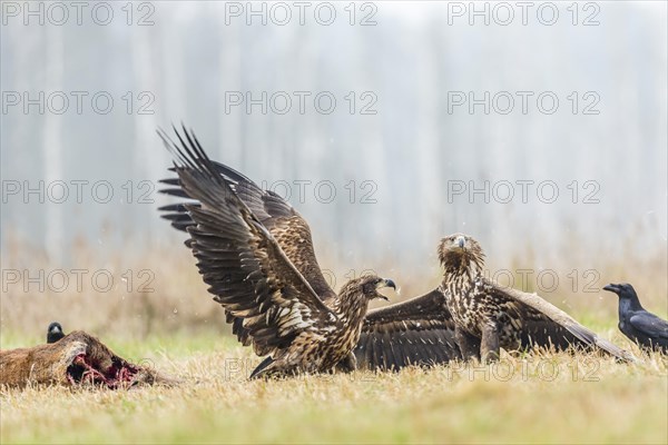Two young eagle (Haliaeetus albicilla)