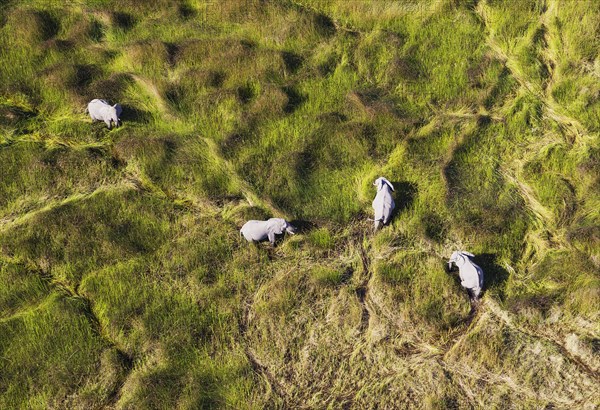 African Elephants (Loxodonta africana)