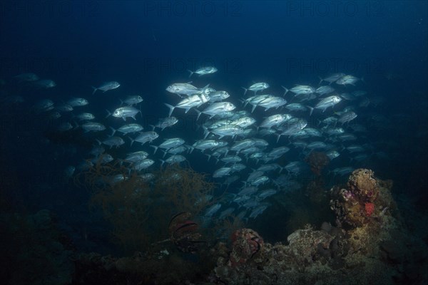 Bigeye Trevally (Caranx sexfasciatus)