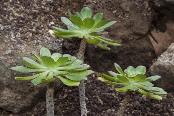 Aeonium species (Aeonium ciliatum)