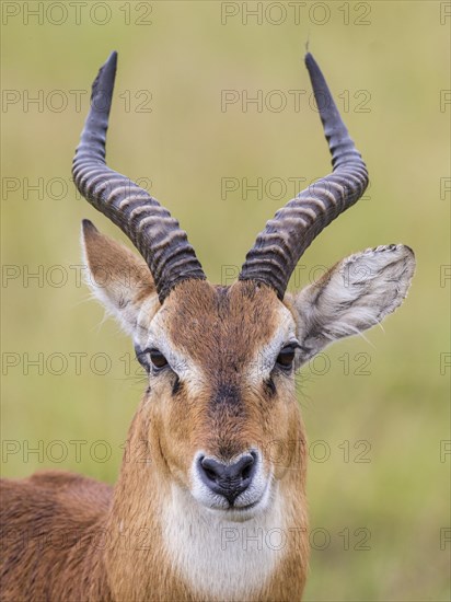 Ugandan Kob (Kobus kob thomasi)