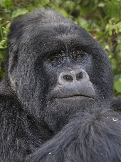 Mountain Gorilla (Gorilla beringei beringei) of the Nyakagezi group