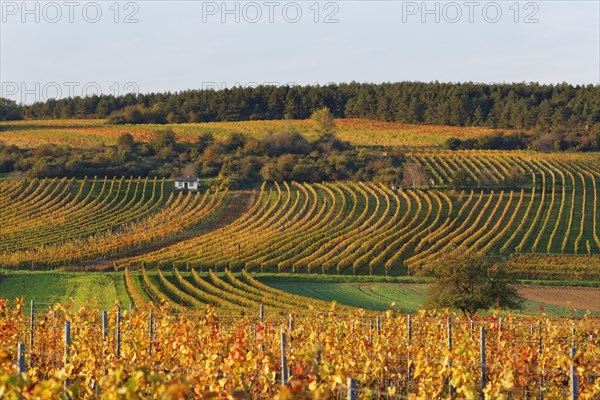 Autumnal vineyards