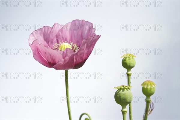 Oriental Poppy (Papaver orientale)