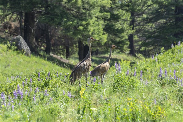 Sandhill Cranes (Grus canadensis)