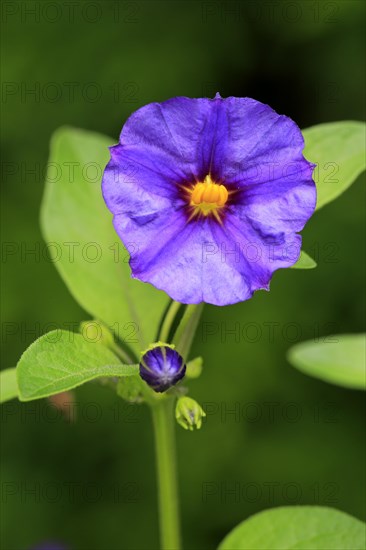 Blue Potato Bush (Solanum rantonnetii)