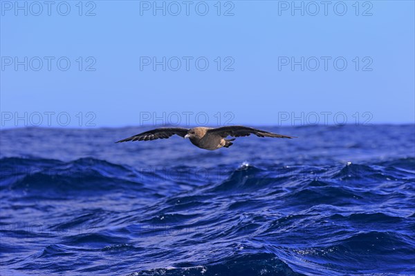 Subantarctic Skua or Brown Skua (Stercorarius antarcticus lonnbergi)