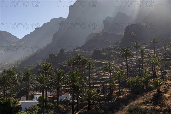 Canary Island Date Palms (Phoenix canariensis)