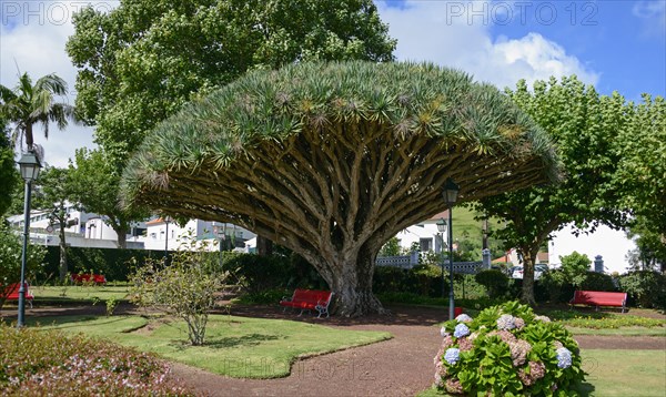 Canary Island Dragon Tree (Dracaena draco)