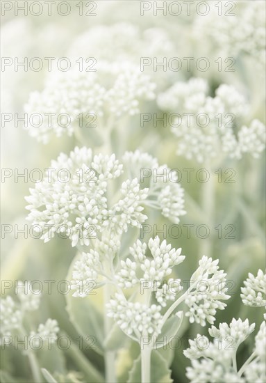 Umbels