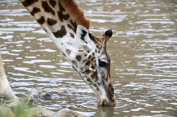 Masai giraffe (Giraffa camelopardalis tippelskirchi) drinking at the Talek River