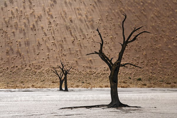 Dead Camel thorn trees (Vachellia erioloba)