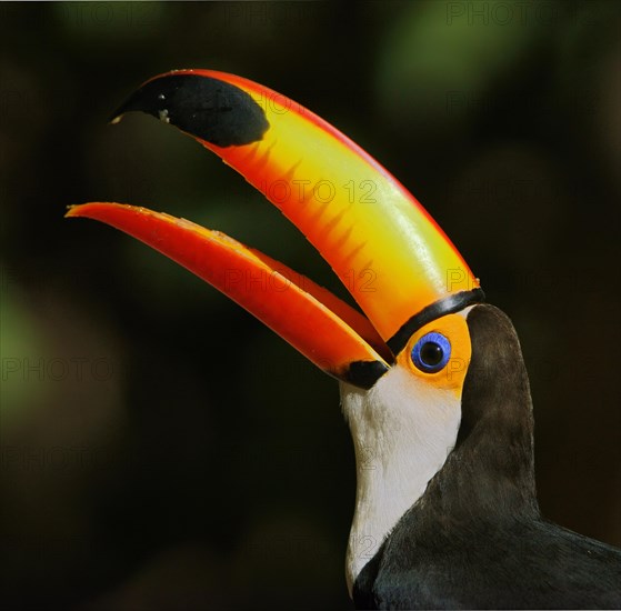 Toco toucan (Ramphastos toco)