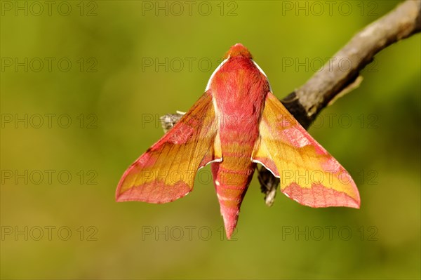 Small elephant hawk-moth (Deilephila porcellus) sitting on a branch