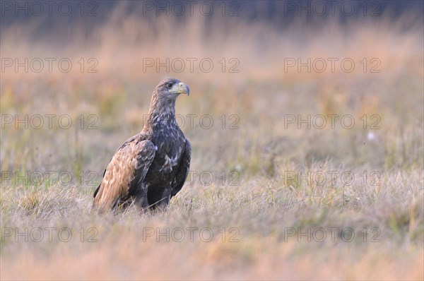 White-tailed Eagle (Haliaeetus albicilla) on an autumn meadow in the evening light