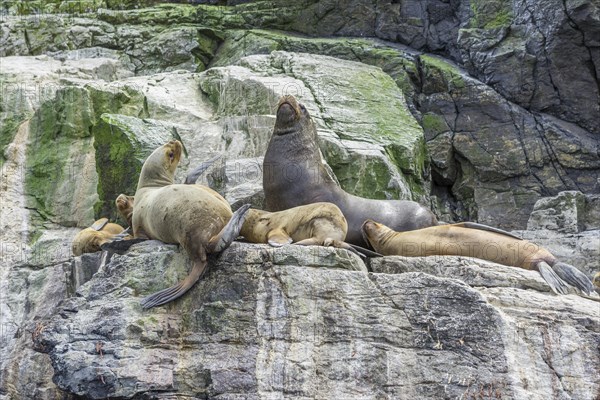 South American sea lions (Otaria flavescens)