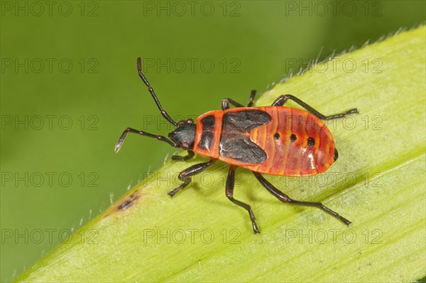 Firebug (Pyrrhocoris apterus) in the last larval stage
