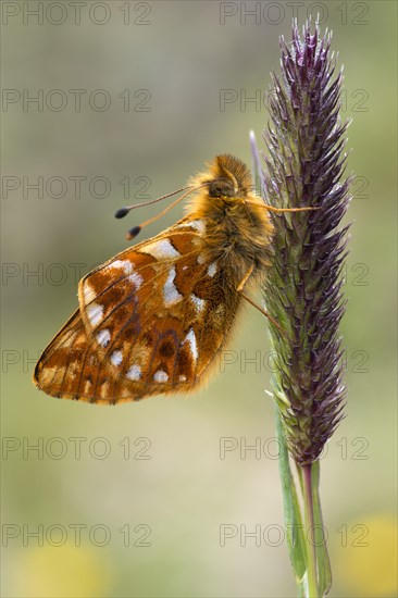 Shepherd's Fritillary (Boloria pales)