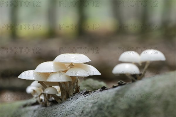 Porcelain Fungus (Oudemansiella mucida)