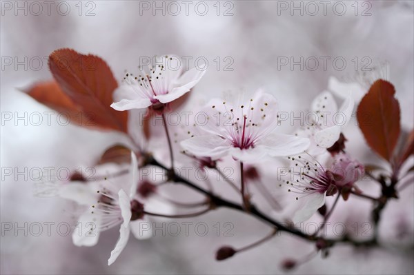 Blossom of the cherry plum (Prunus cerasifera)