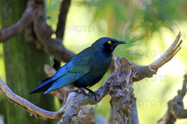 Greater blue-eared starling (Lamprotornis chalybaeus)