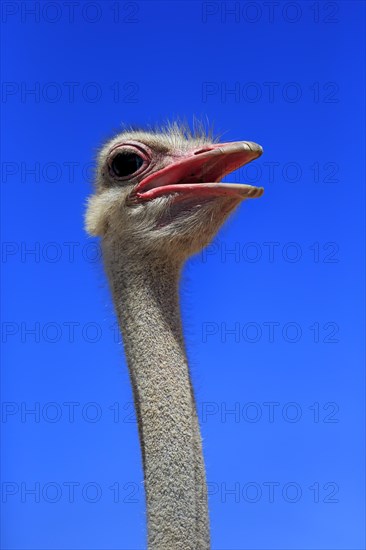 Southern Ostrich (Struthio camelus australis)