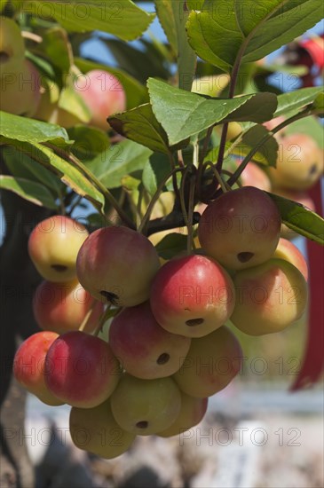 Ornamental Apple 'Golden Hornet' (Malus sp.)