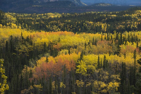 Autumnal landscape