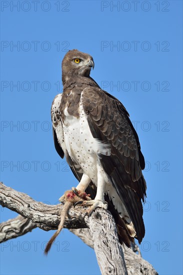 Martial Eagle (Polemaetus bellicosus)