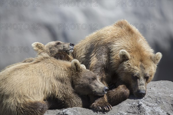 Brown bears (Ursus arctos)