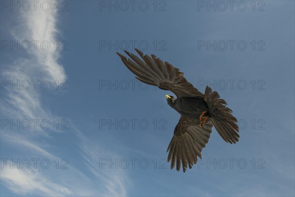 Alpine Chough (Pyrrhocorax graculus) in flight