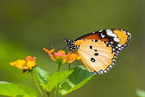 Plain Tiger or African Monarch butterfly (Anosia chrysippus) feeding on flower