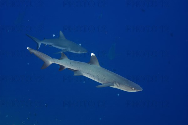 Whitetip reef shark (Triaenodon obesus)