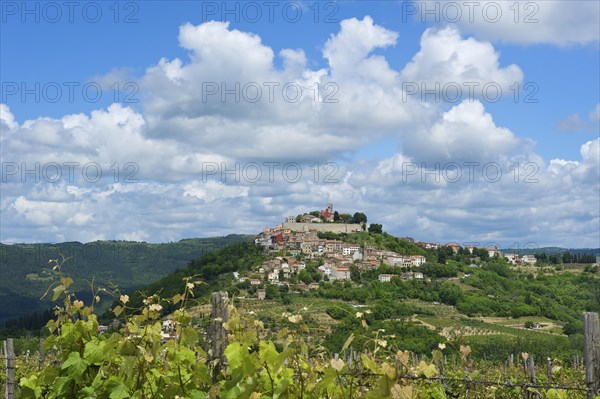 Vineyards
