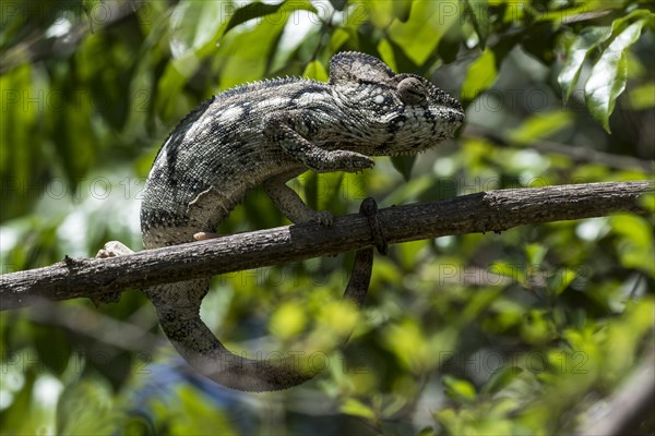 Oustalet's or Malagasy Giant Chameleon (Furcifer oustaleti)