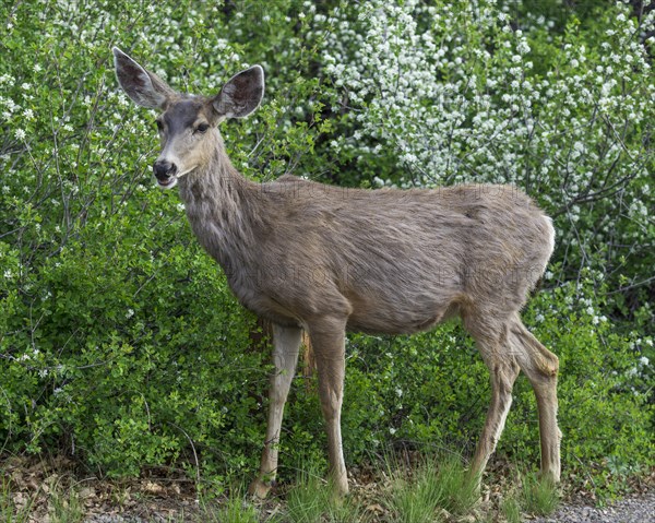 Mule Deer (Odocoileus hemionus)