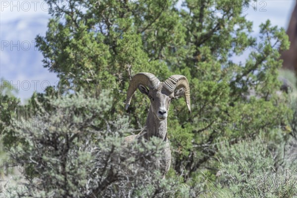 Desert Bighorn Sheep (Ovis canadensis nelsoni)