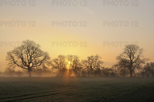 Sunrise with trees and fog