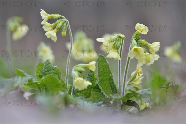 True Oxlip (Primula elatior)