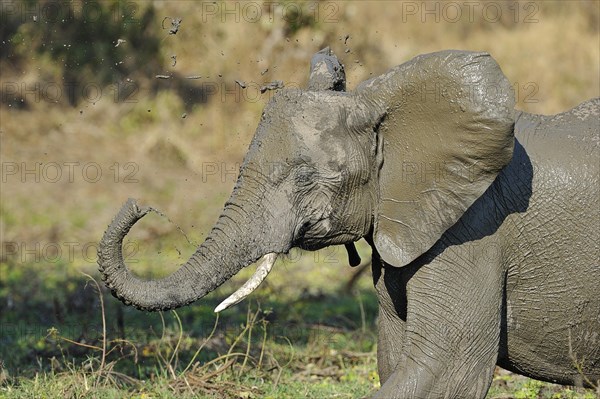 African Elephant (Loxodonta africana)