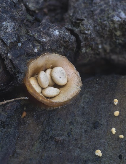 Common Bird's Nest (Crucibulum laeve) with cream-coloured sporangia