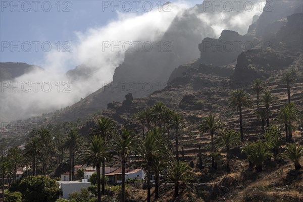 Canary Island Date Palms (Phoenix canariensis)